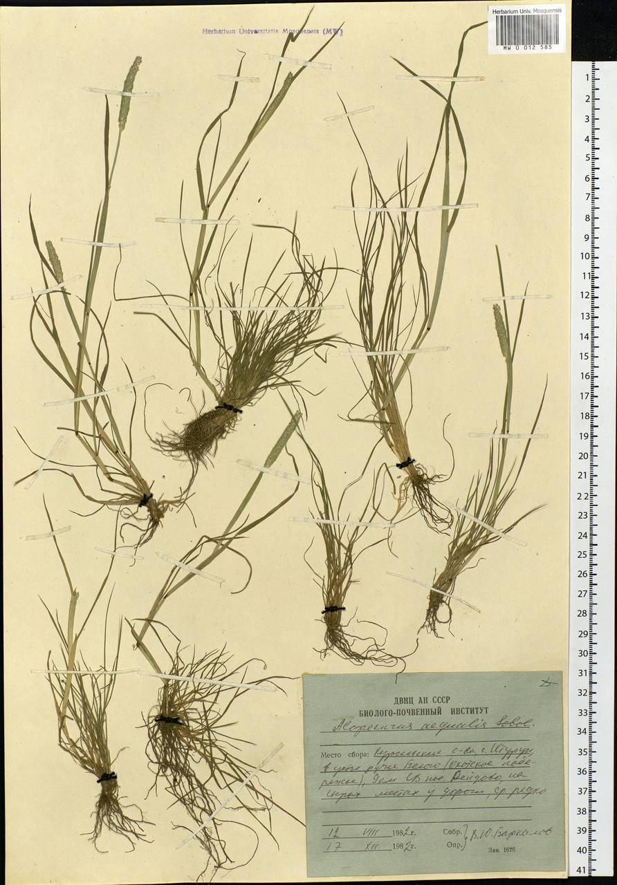 Alopecurus aequalis Sobol., Siberia, Russian Far East (S6) (Russia)