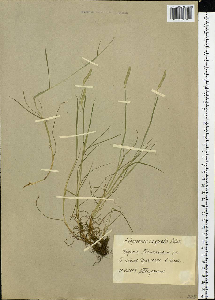 Alopecurus aequalis Sobol., Siberia, Yakutia (S5) (Russia)