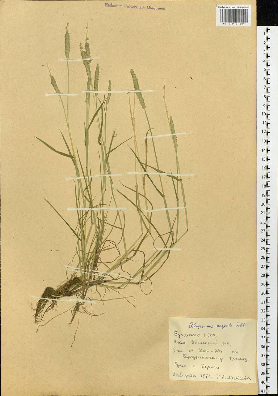 Alopecurus aequalis Sobol., Siberia, Baikal & Transbaikal region (S4) (Russia)