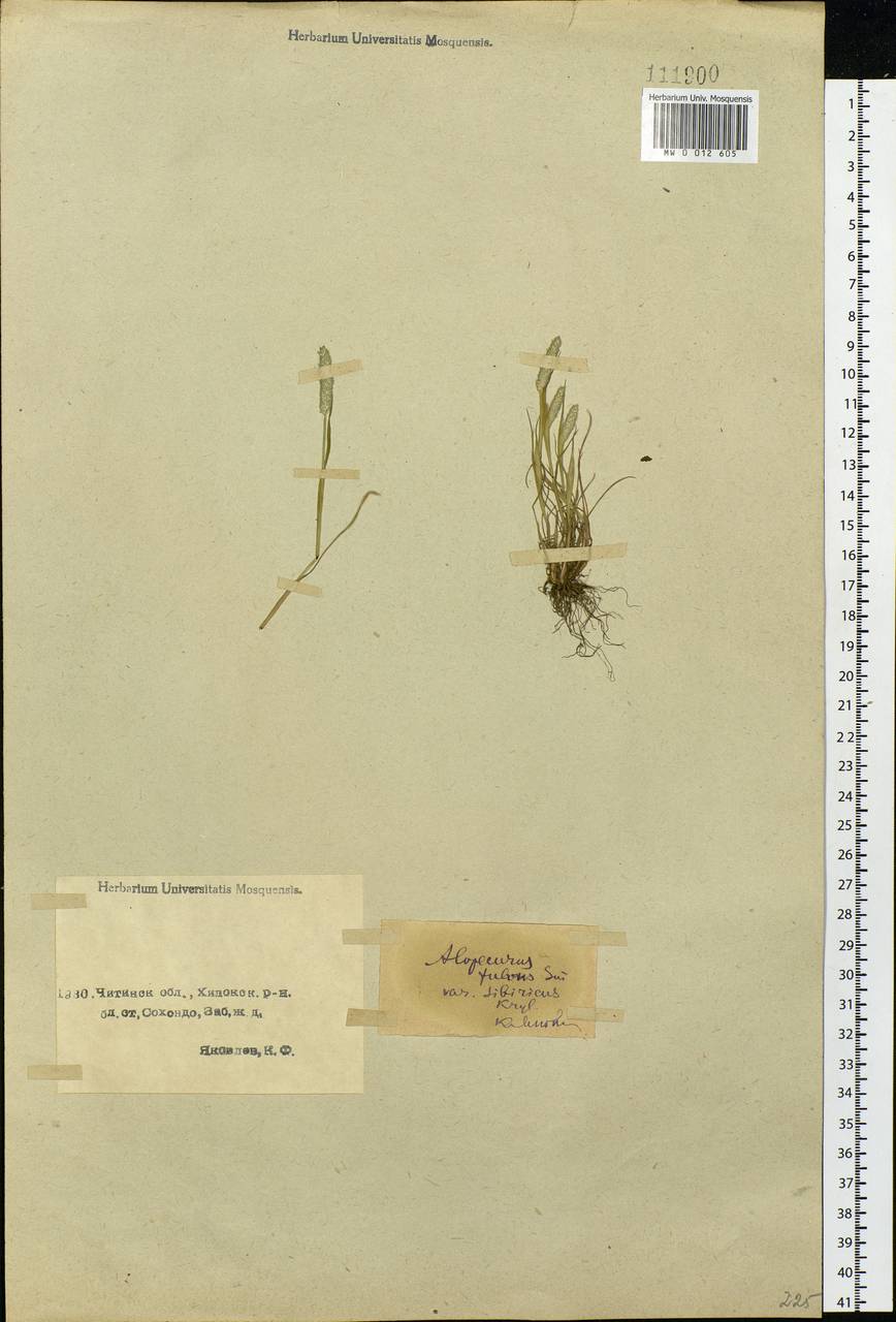 Alopecurus aequalis Sobol., Siberia, Baikal & Transbaikal region (S4) (Russia)