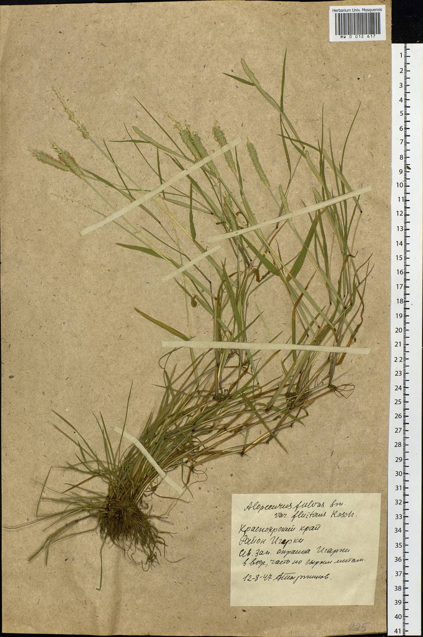 Alopecurus aequalis Sobol., Siberia, Central Siberia (S3) (Russia)