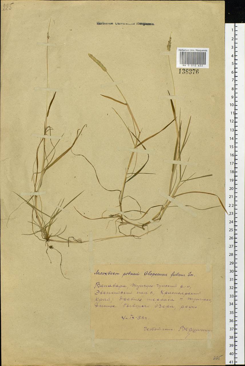 Alopecurus aequalis Sobol., Siberia, Central Siberia (S3) (Russia)
