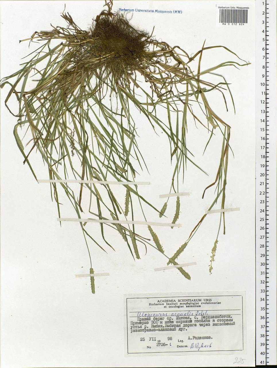 Alopecurus aequalis Sobol., Siberia, Central Siberia (S3) (Russia)
