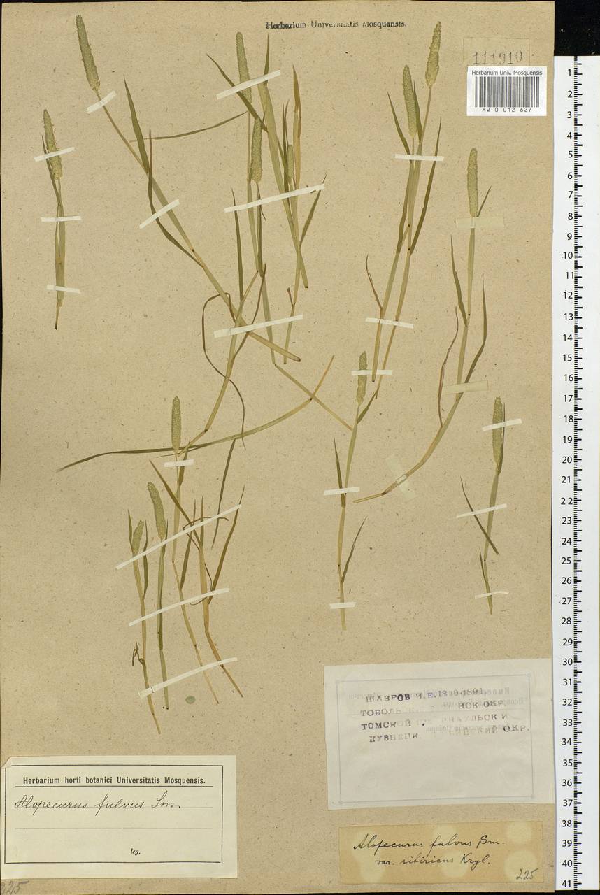 Alopecurus aequalis Sobol., Siberia (no precise locality) (S0) (Russia)