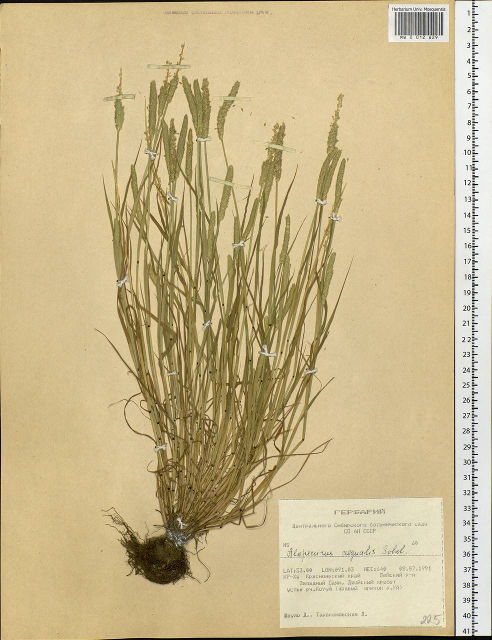 Alopecurus aequalis Sobol., Siberia, Altai & Sayany Mountains (S2) (Russia)