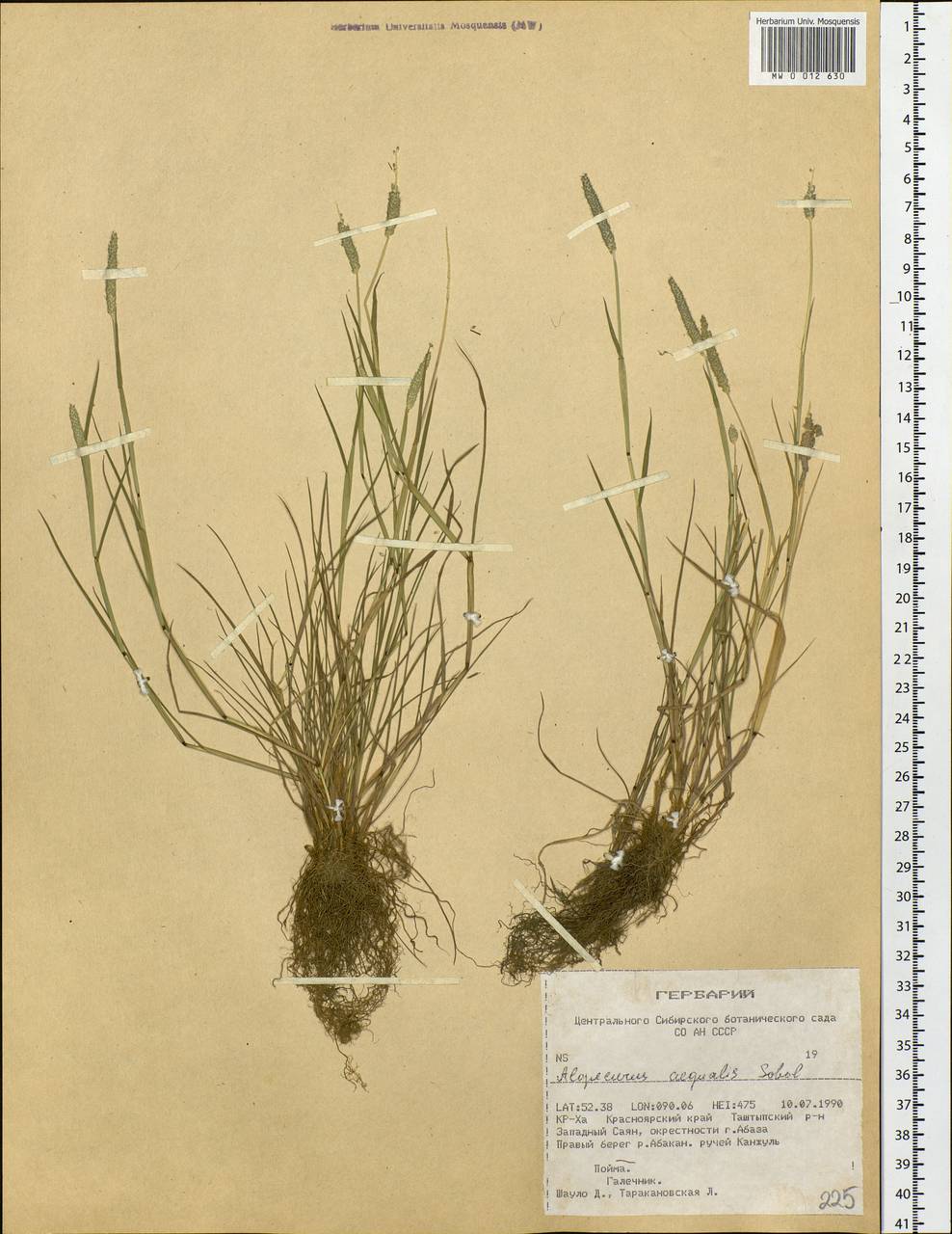 Alopecurus aequalis Sobol., Siberia, Altai & Sayany Mountains (S2) (Russia)