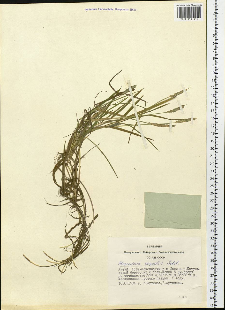 Alopecurus aequalis Sobol., Siberia, Altai & Sayany Mountains (S2) (Russia)