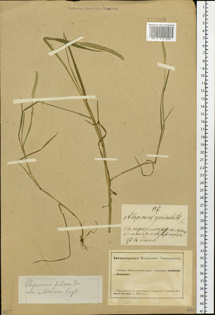 Alopecurus aequalis Sobol., Siberia, Altai & Sayany Mountains (S2) (Russia)