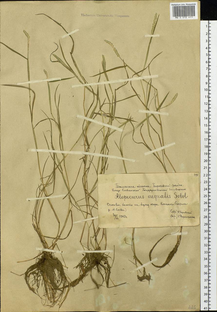 Alopecurus aequalis Sobol., Siberia, Western Siberia (S1) (Russia)