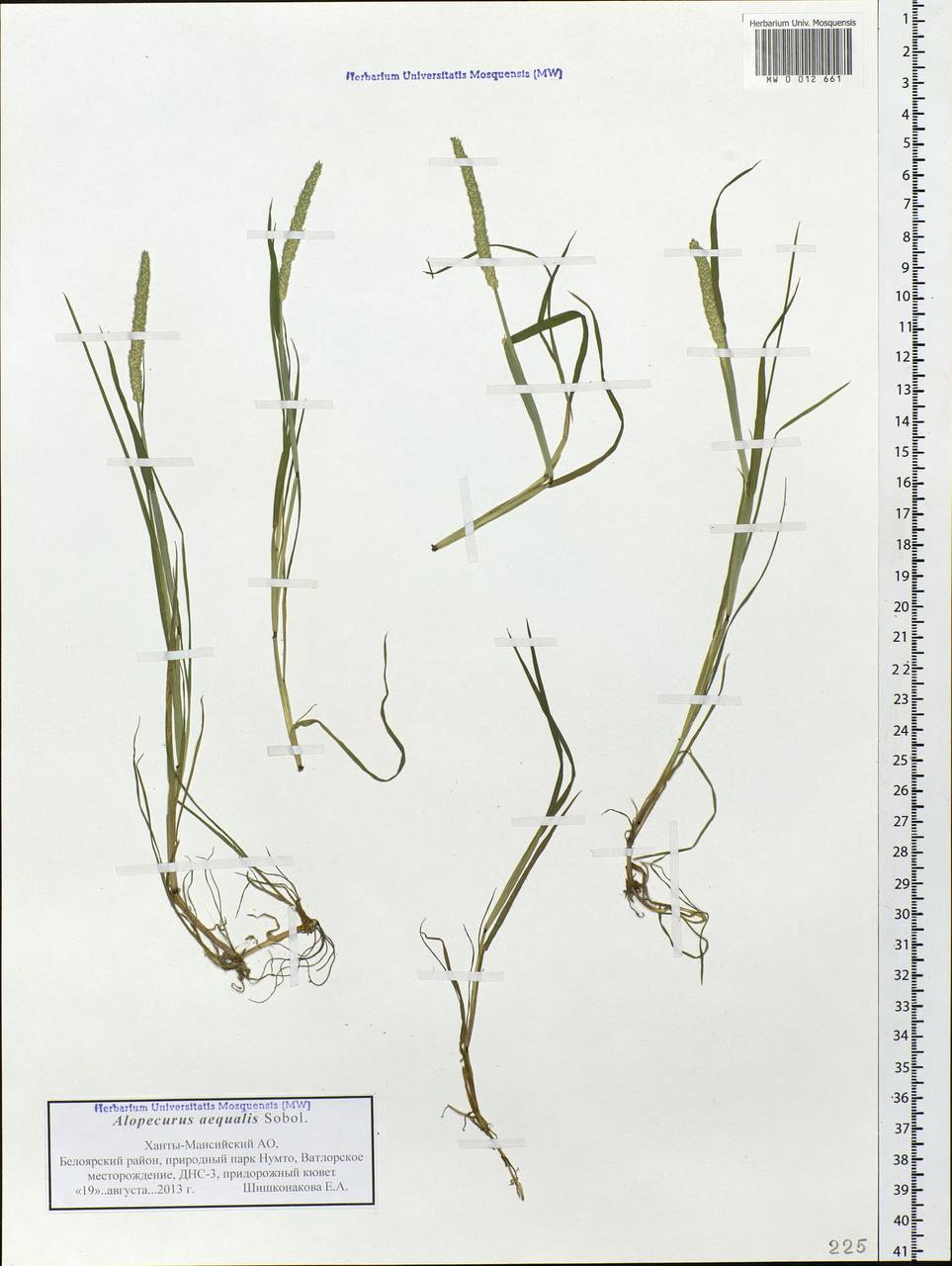 Alopecurus aequalis Sobol., Siberia, Western Siberia (S1) (Russia)