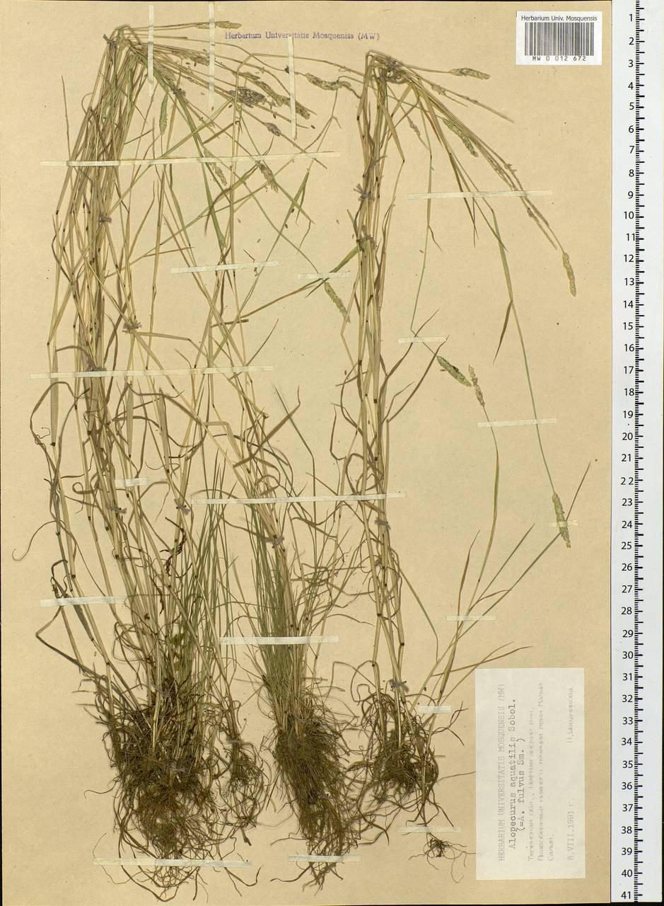 Alopecurus aequalis Sobol., Siberia, Western Siberia (S1) (Russia)