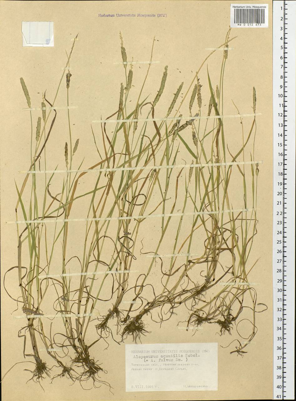 Alopecurus aequalis Sobol., Siberia, Western Siberia (S1) (Russia)