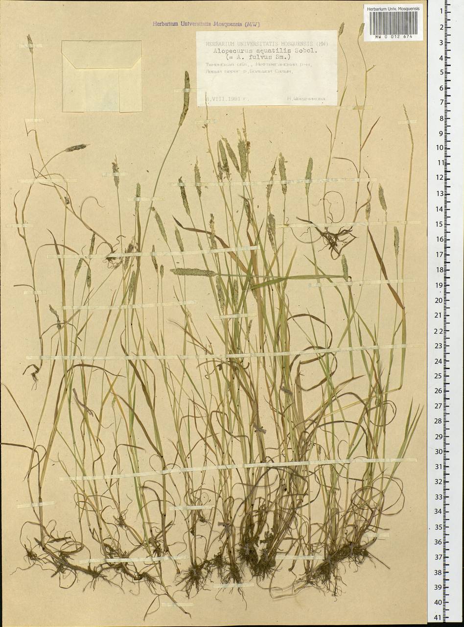 Alopecurus aequalis Sobol., Siberia, Western Siberia (S1) (Russia)