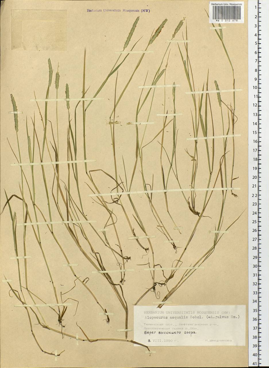 Alopecurus aequalis Sobol., Siberia, Western Siberia (S1) (Russia)