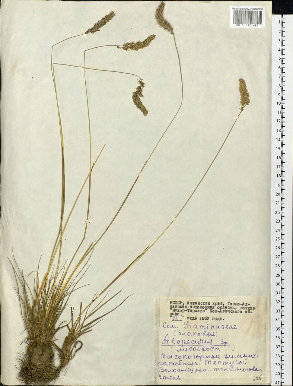 Alopecurus, Siberia, Altai & Sayany Mountains (S2) (Russia)