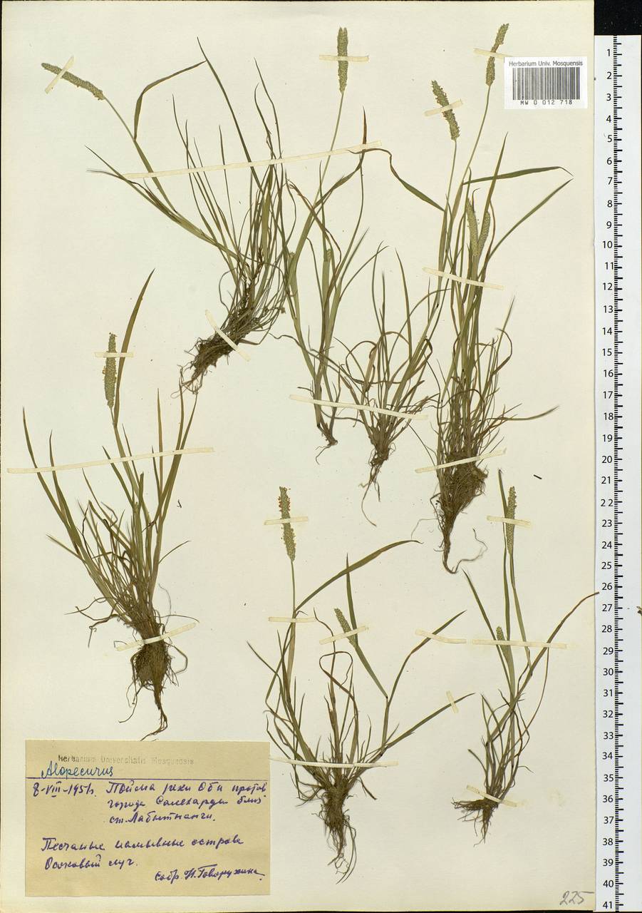 Alopecurus, Siberia, Western Siberia (S1) (Russia)