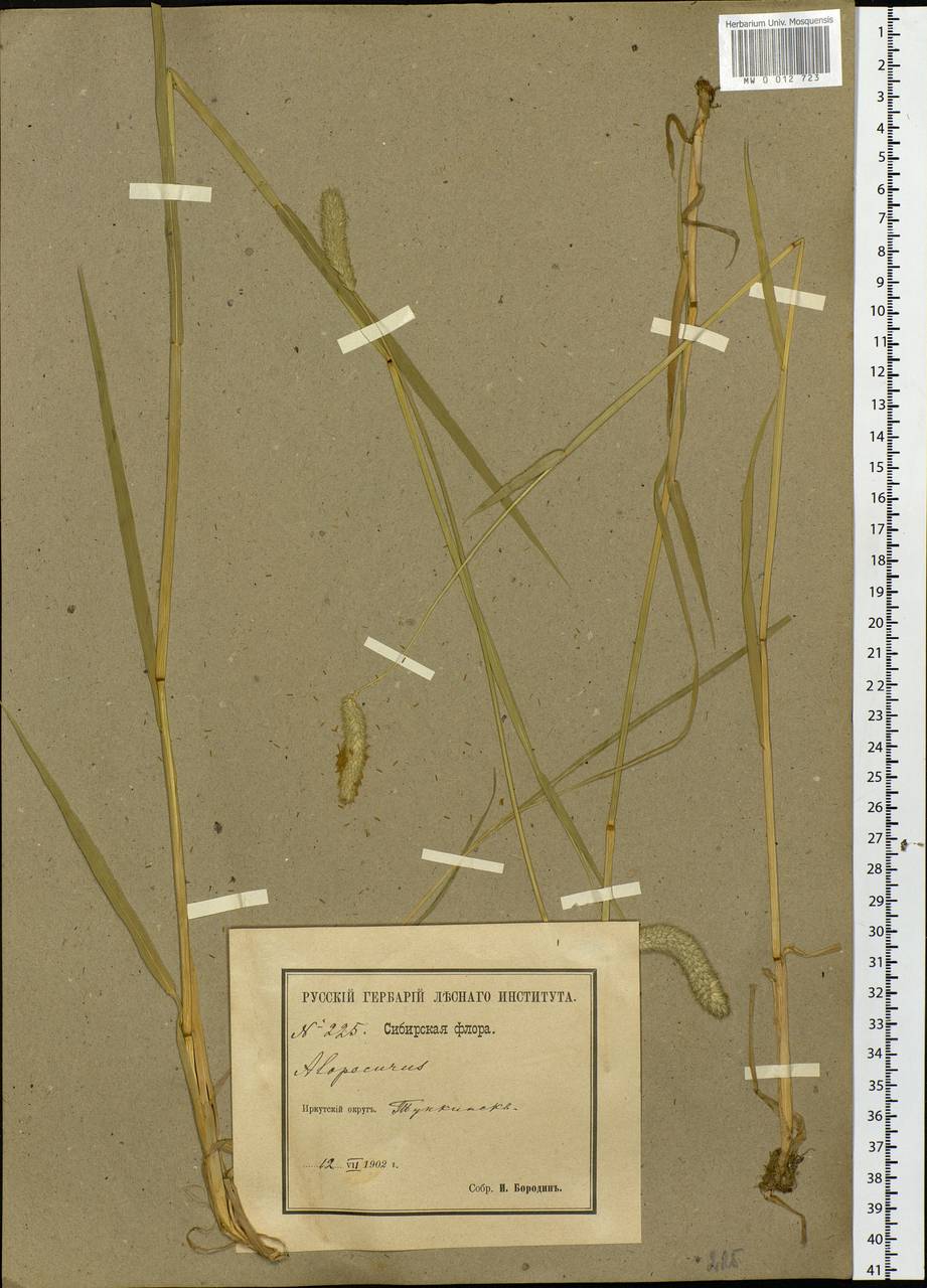 Alopecurus, Siberia, Baikal & Transbaikal region (S4) (Russia)