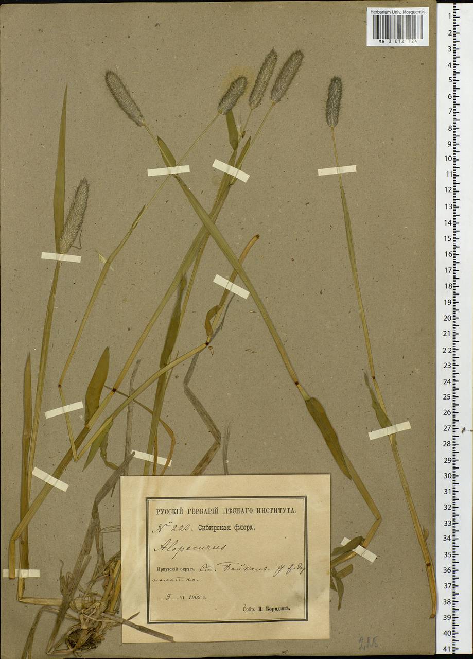 Alopecurus, Siberia, Baikal & Transbaikal region (S4) (Russia)