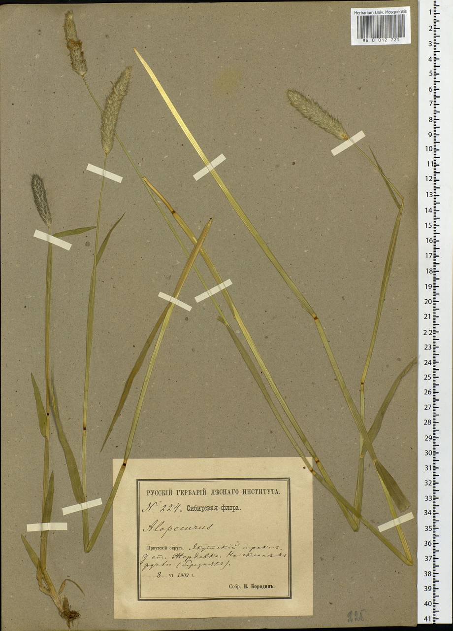 Alopecurus, Siberia, Baikal & Transbaikal region (S4) (Russia)