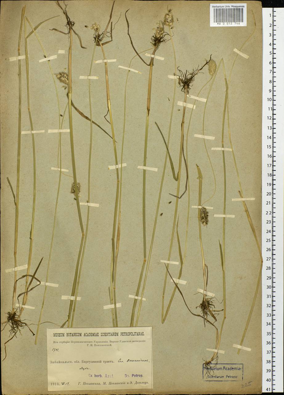 Alopecurus, Siberia, Baikal & Transbaikal region (S4) (Russia)