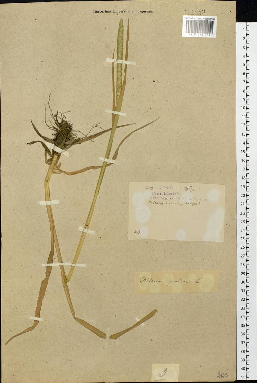 Phleum pratense L., Siberia, Baikal & Transbaikal region (S4) (Russia)