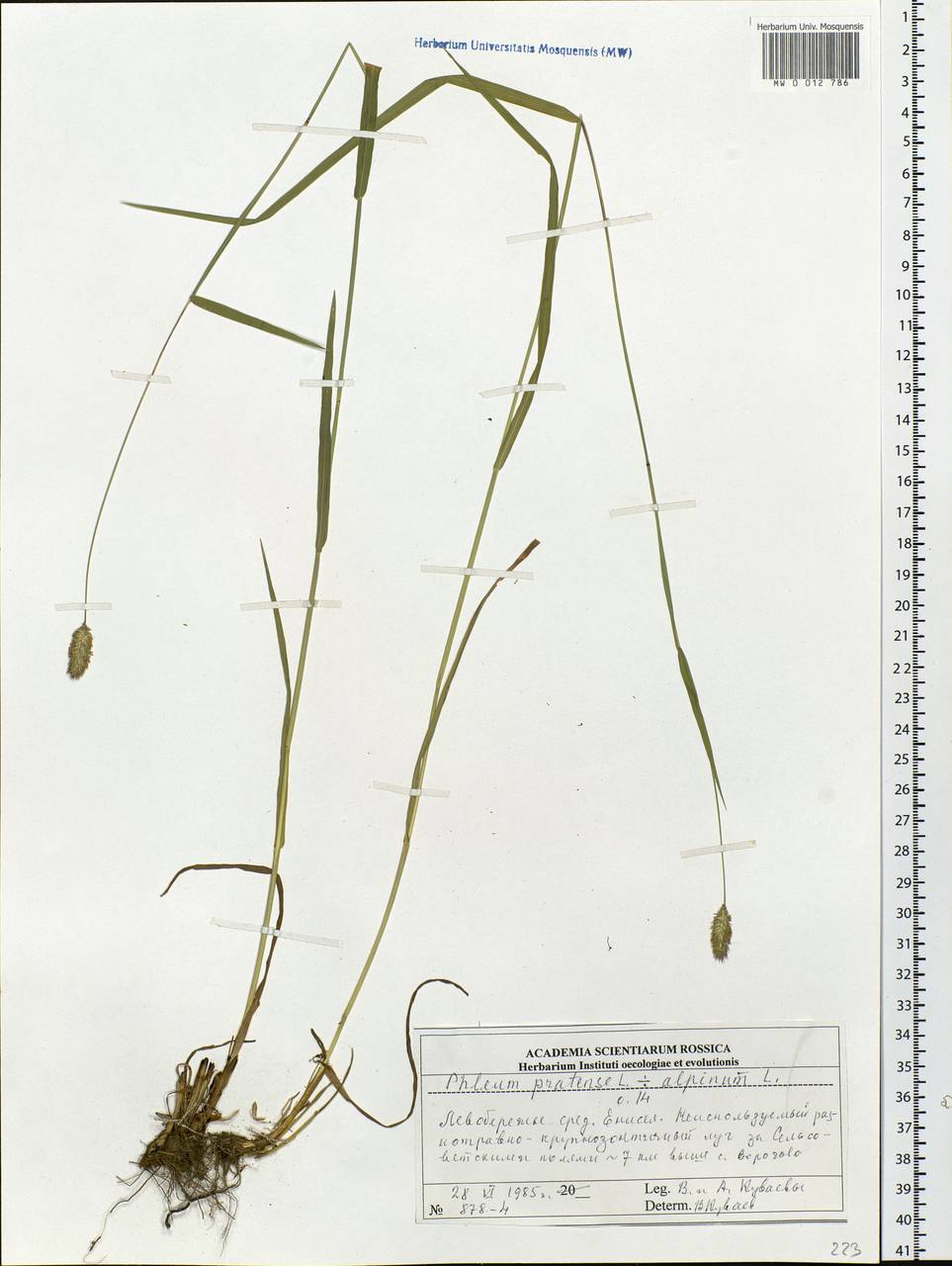 Phleum pratense L., Siberia, Central Siberia (S3) (Russia)