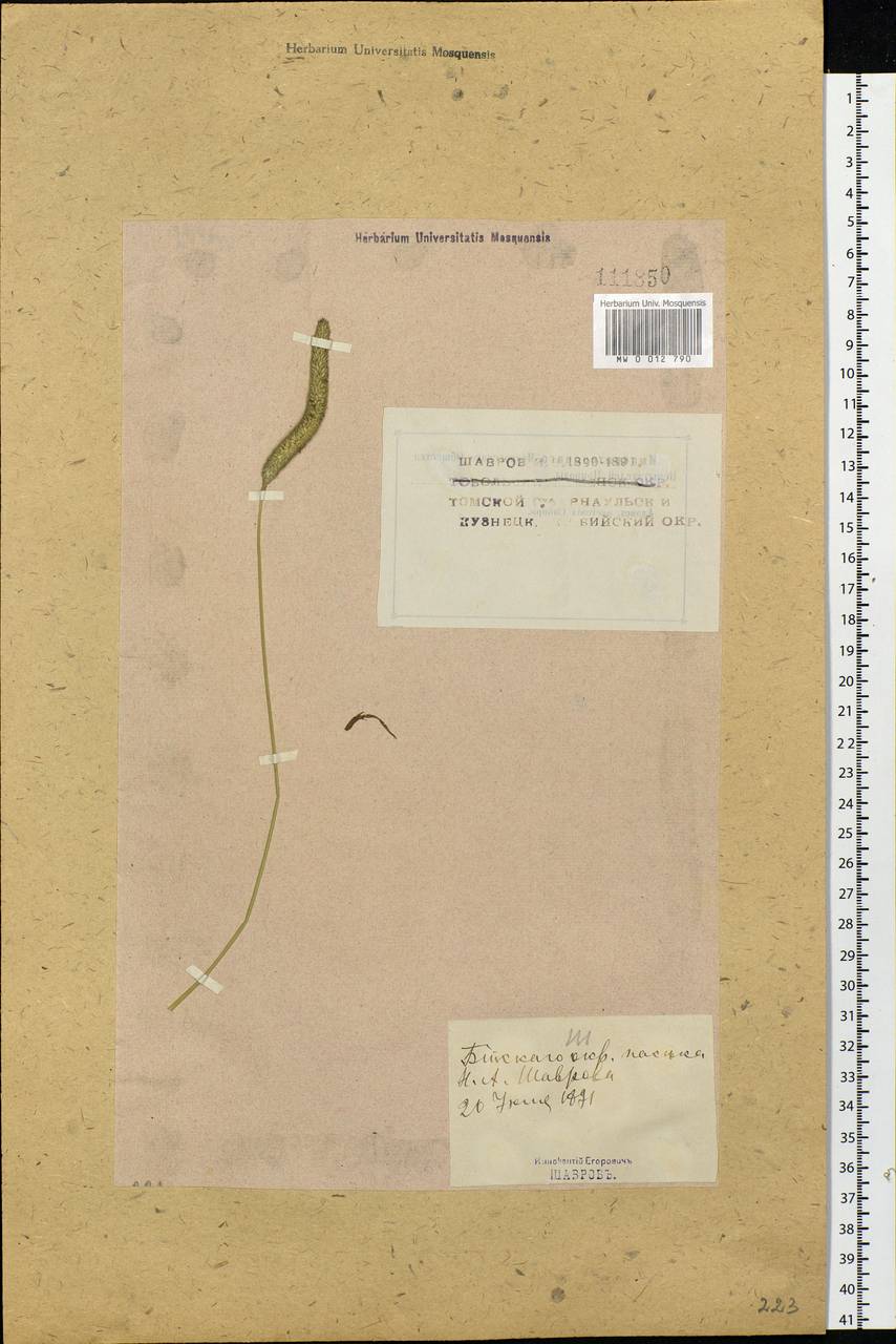 Phleum pratense L., Siberia, Western (Kazakhstan) Altai Mountains (S2a) (Kazakhstan)