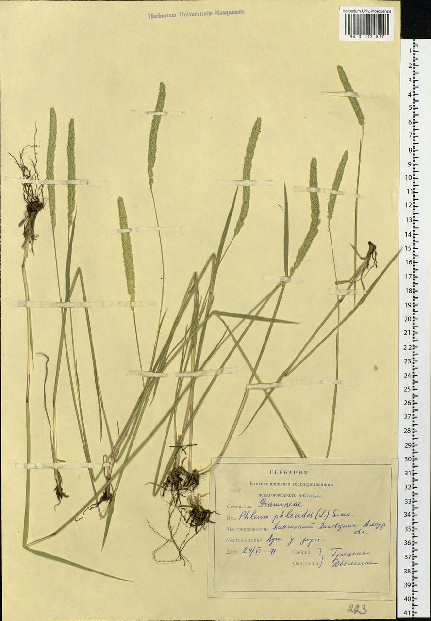 Phleum phleoides (L.) H.Karst., Siberia, Russian Far East (S6) (Russia)