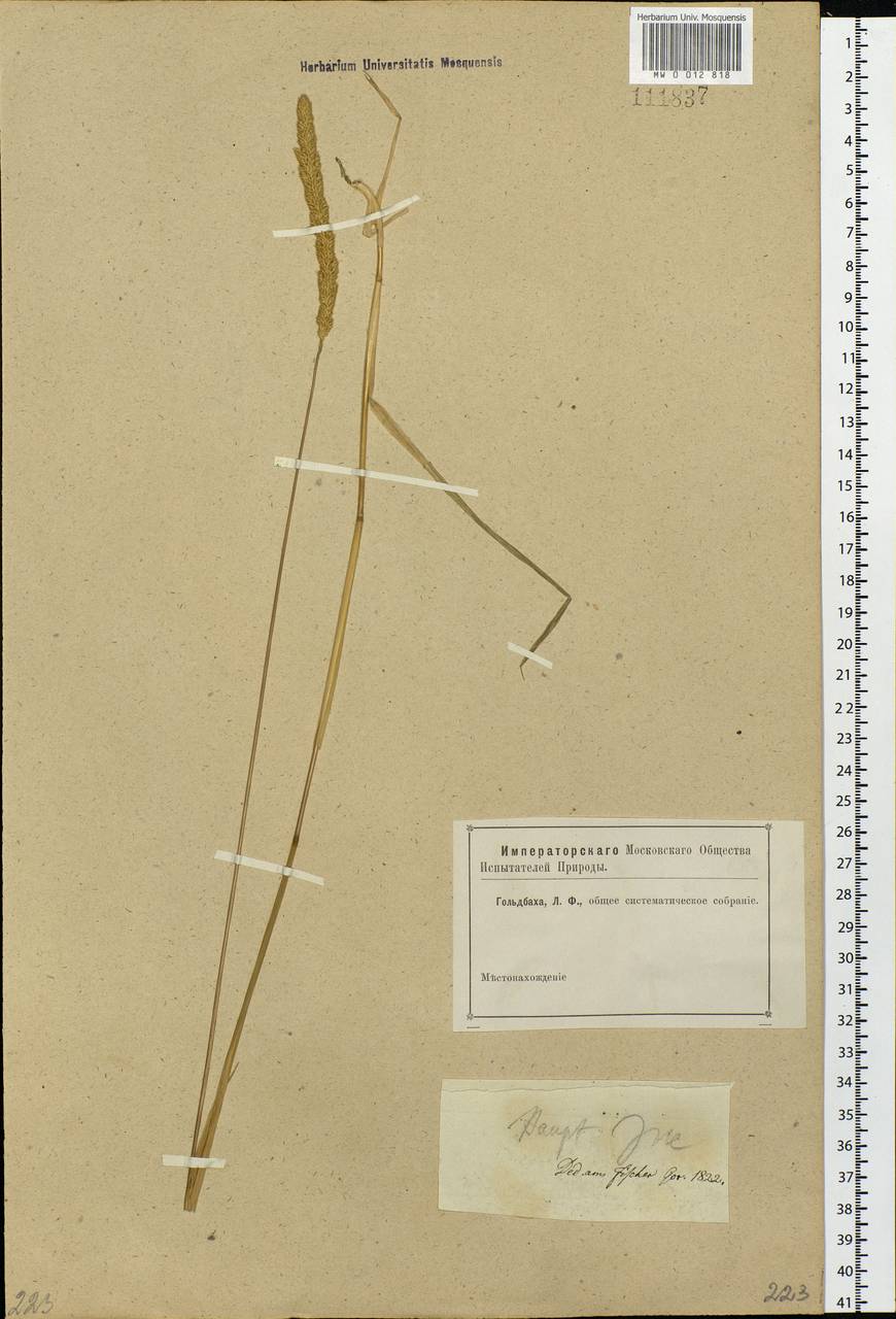 Phleum phleoides (L.) H.Karst., Eastern Europe, Moscow region (E4a) (Russia)