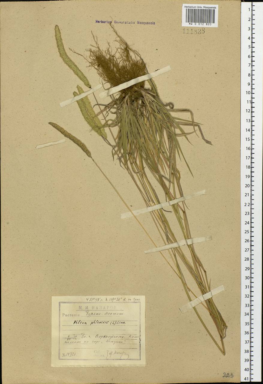 Phleum phleoides (L.) H.Karst., Siberia, Baikal & Transbaikal region (S4) (Russia)