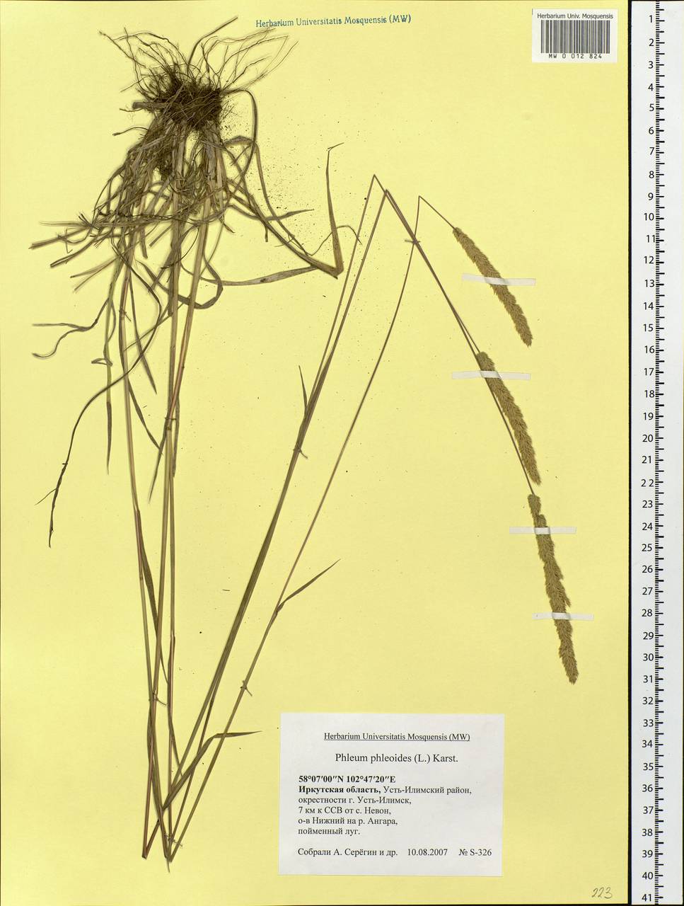 Phleum phleoides (L.) H.Karst., Siberia, Baikal & Transbaikal region (S4) (Russia)