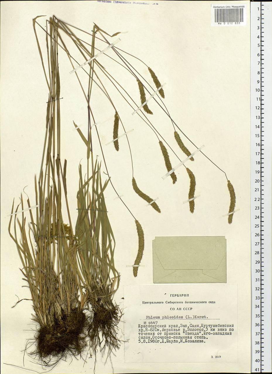 Phleum phleoides (L.) H.Karst., Siberia, Altai & Sayany Mountains (S2) (Russia)
