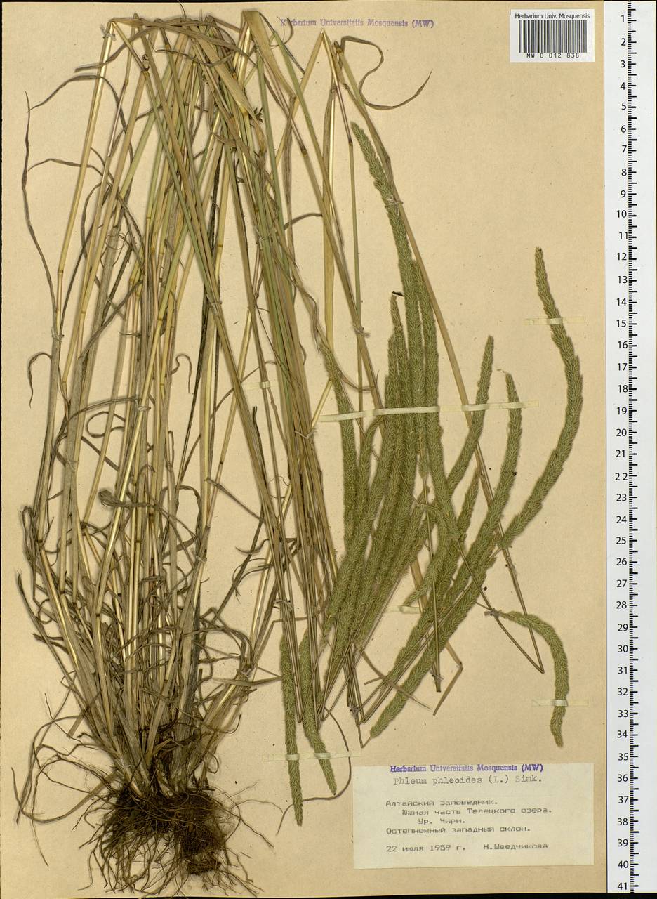Phleum phleoides (L.) H.Karst., Siberia, Altai & Sayany Mountains (S2) (Russia)
