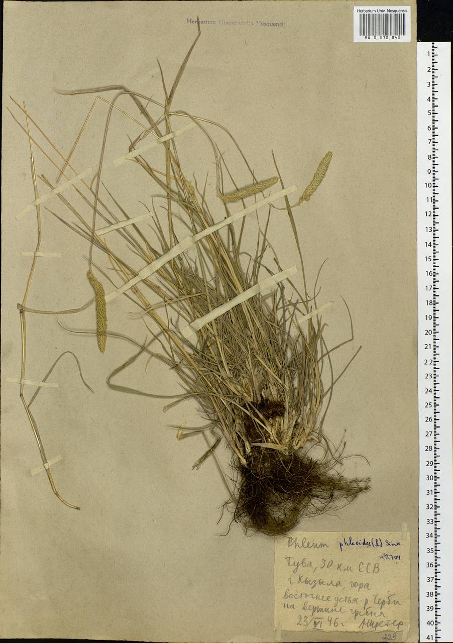 Phleum phleoides (L.) H.Karst., Siberia, Altai & Sayany Mountains (S2) (Russia)