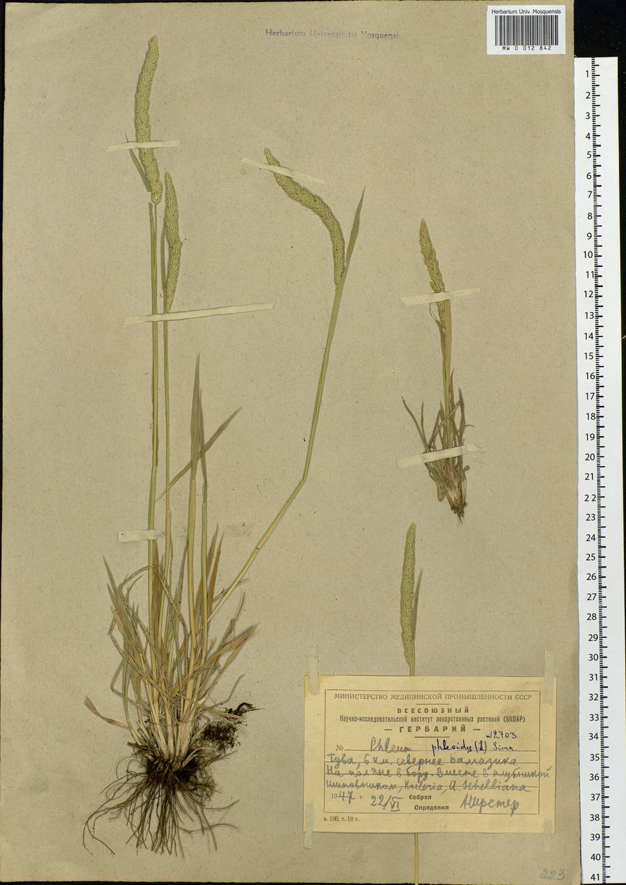 Phleum phleoides (L.) H.Karst., Siberia, Altai & Sayany Mountains (S2) (Russia)