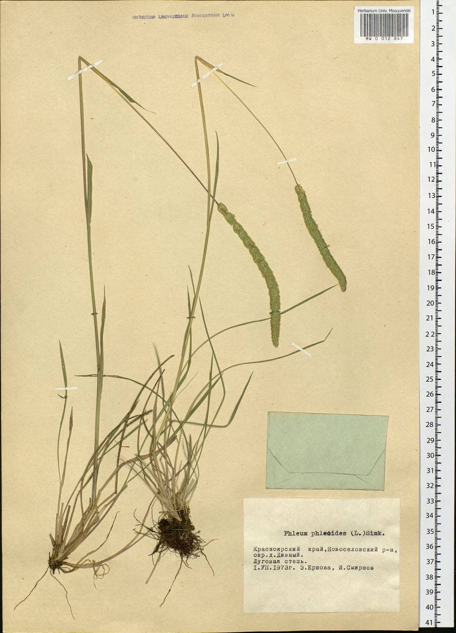 Phleum phleoides (L.) H.Karst., Siberia, Altai & Sayany Mountains (S2) (Russia)