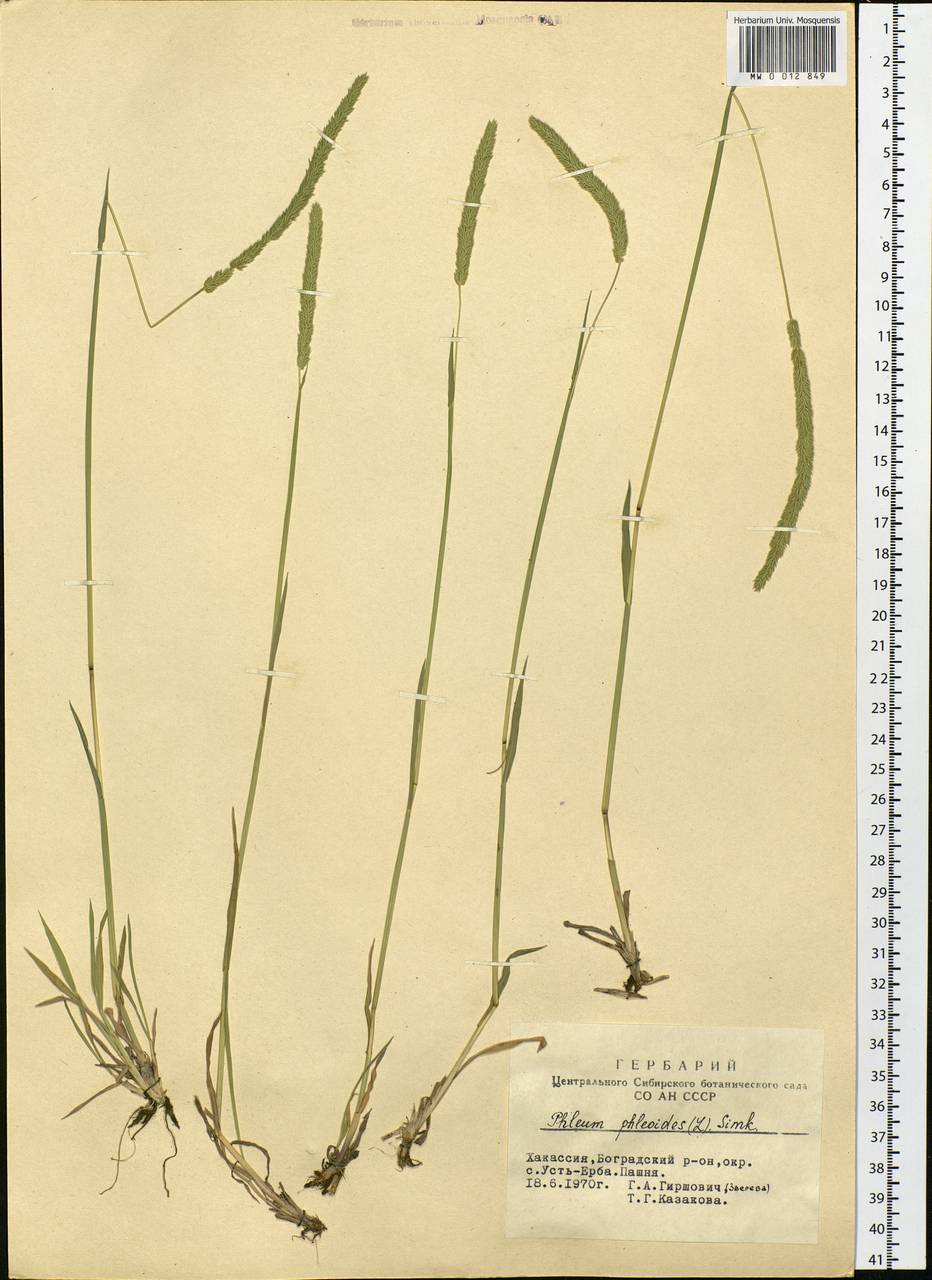 Phleum phleoides (L.) H.Karst., Siberia, Altai & Sayany Mountains (S2) (Russia)