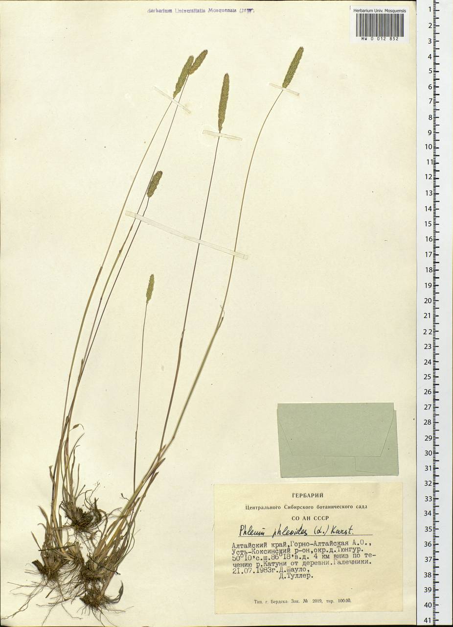 Phleum phleoides (L.) H.Karst., Siberia, Altai & Sayany Mountains (S2) (Russia)