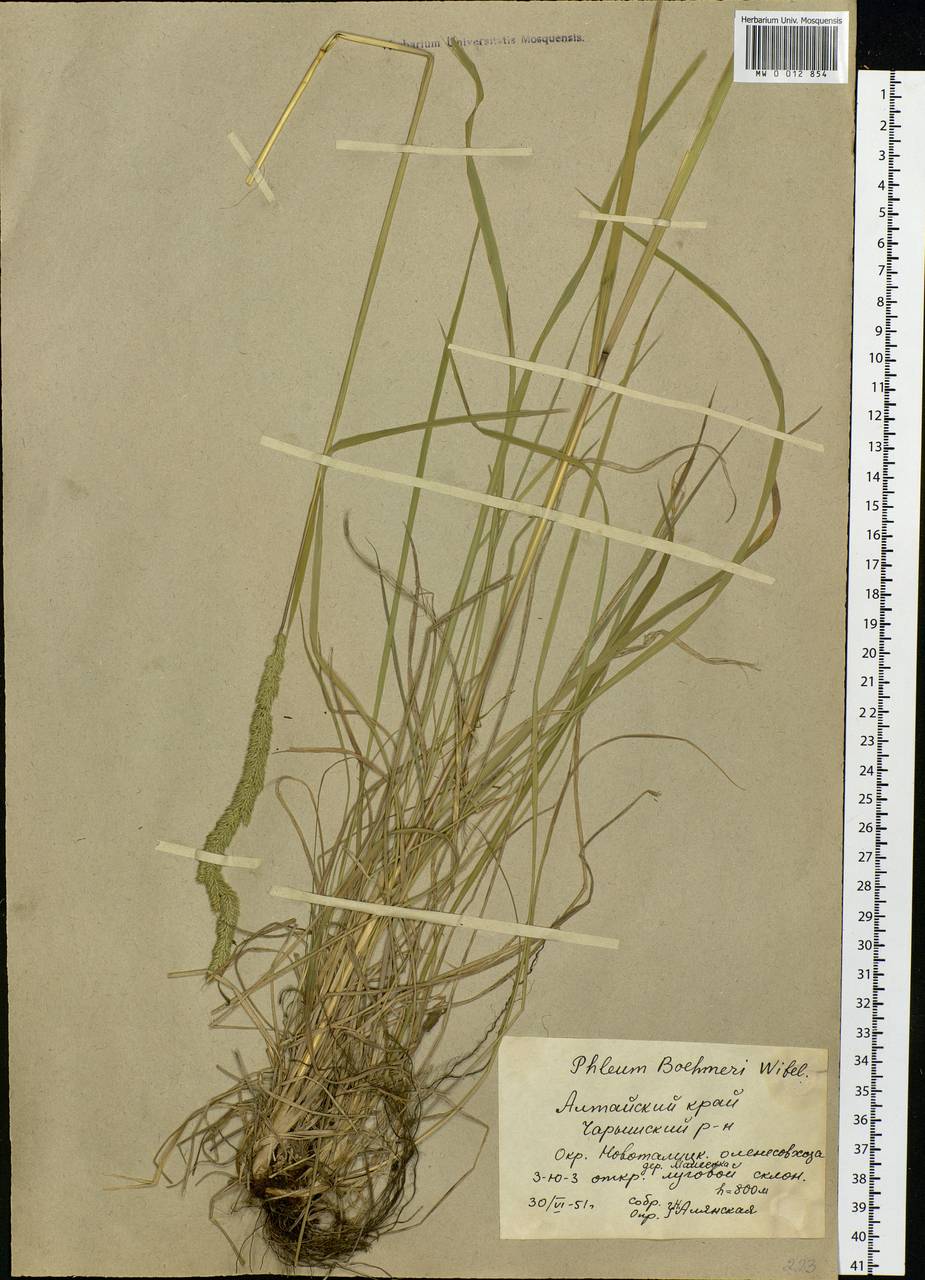 Phleum phleoides (L.) H.Karst., Siberia, Altai & Sayany Mountains (S2) (Russia)