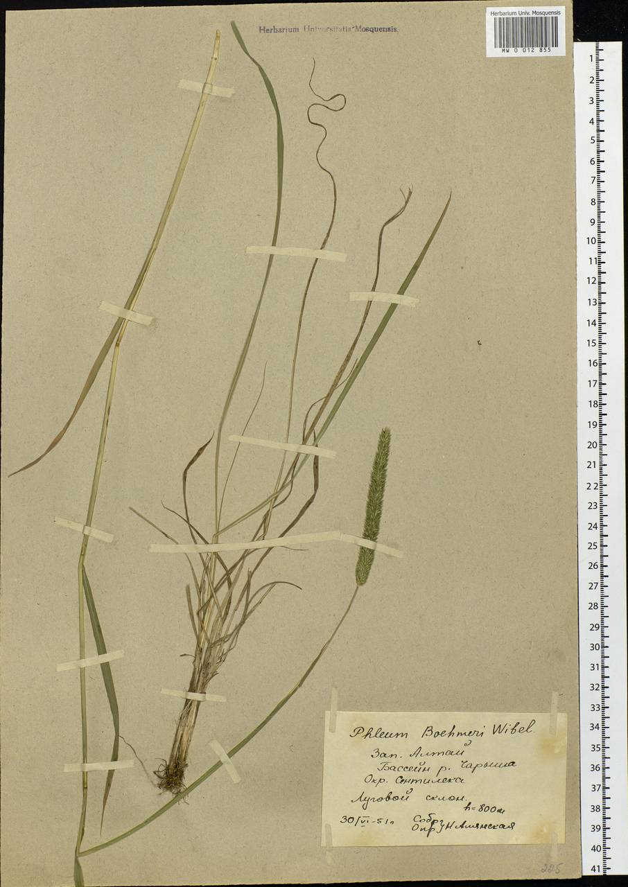 Phleum phleoides (L.) H.Karst., Siberia, Altai & Sayany Mountains (S2) (Russia)