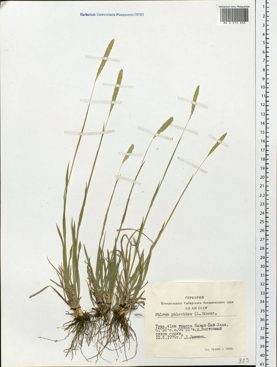 Phleum phleoides (L.) H.Karst., Siberia, Altai & Sayany Mountains (S2) (Russia)