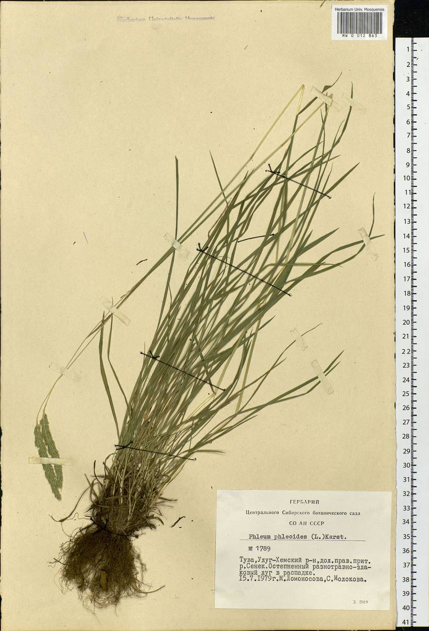 Phleum phleoides (L.) H.Karst., Siberia, Altai & Sayany Mountains (S2) (Russia)