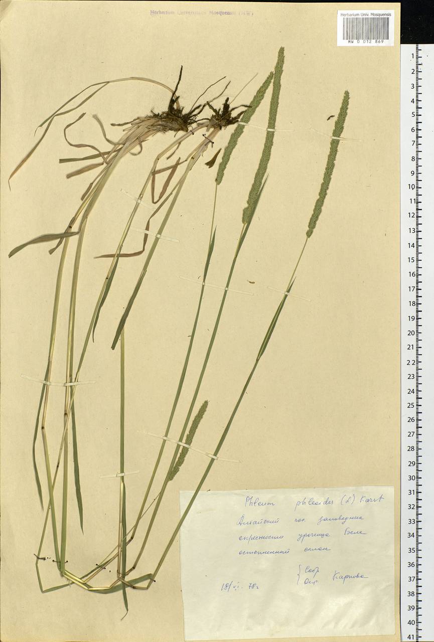Phleum phleoides (L.) H.Karst., Siberia, Altai & Sayany Mountains (S2) (Russia)