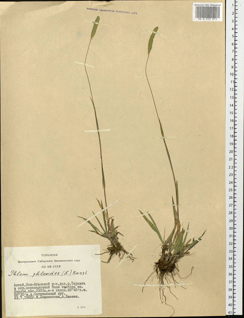 Phleum phleoides (L.) H.Karst., Siberia, Altai & Sayany Mountains (S2) (Russia)