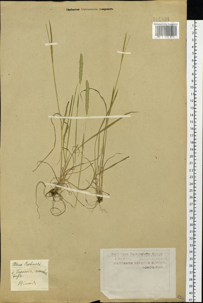 Phleum phleoides (L.) H.Karst., Siberia, Western Siberia (S1) (Russia)