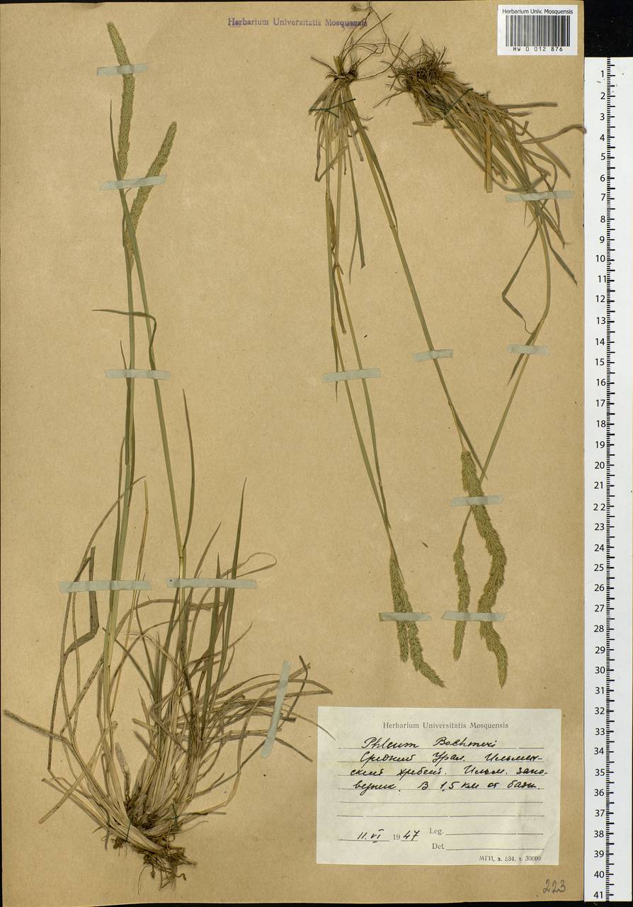 Phleum phleoides (L.) H.Karst., Eastern Europe, Eastern region (E10) (Russia)