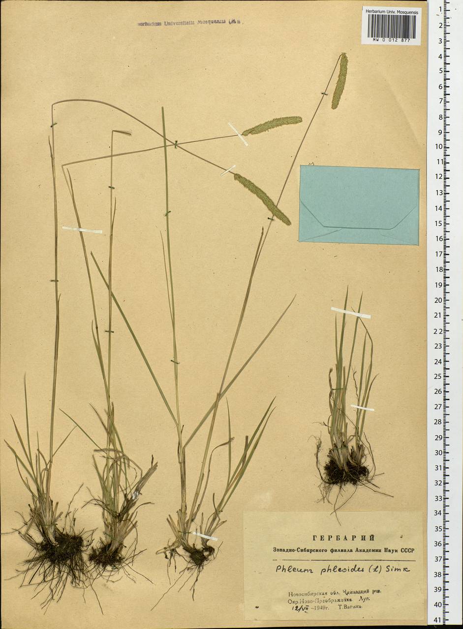 Phleum phleoides (L.) H.Karst., Siberia, Western Siberia (S1) (Russia)