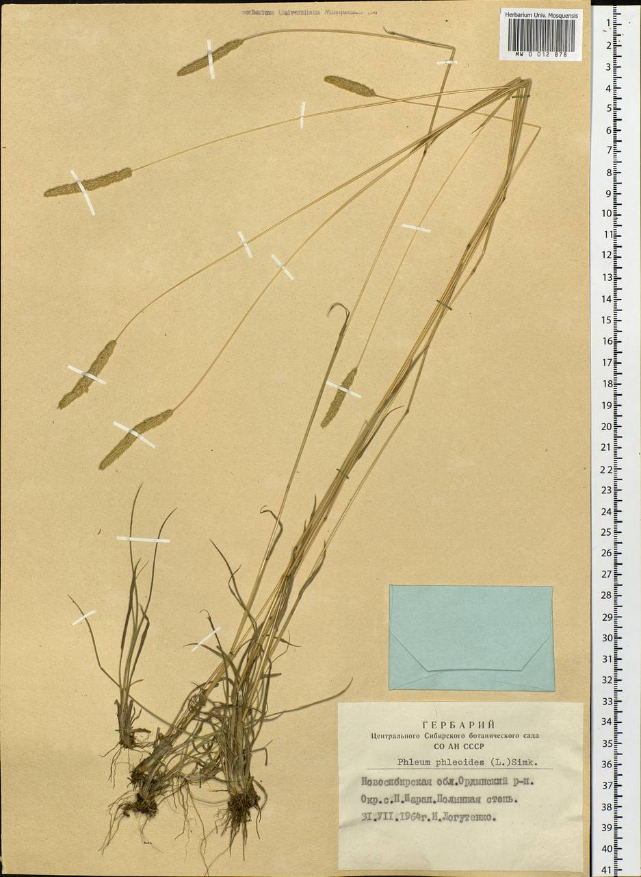 Phleum phleoides (L.) H.Karst., Siberia, Western Siberia (S1) (Russia)