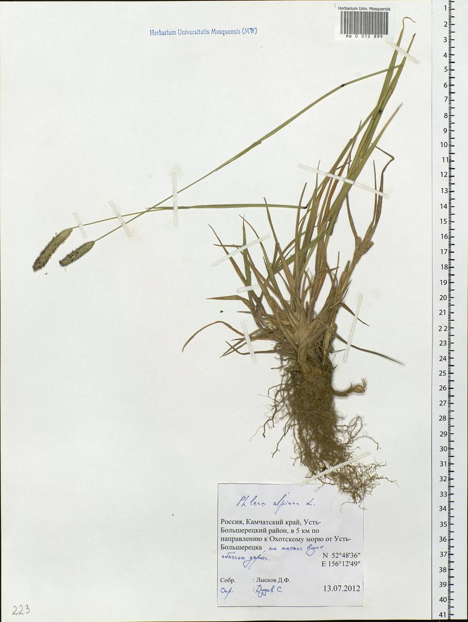 Phleum alpinum L., Siberia, Chukotka & Kamchatka (S7) (Russia)