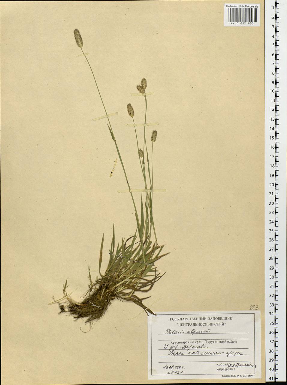 Phleum alpinum L., Siberia, Central Siberia (S3) (Russia)